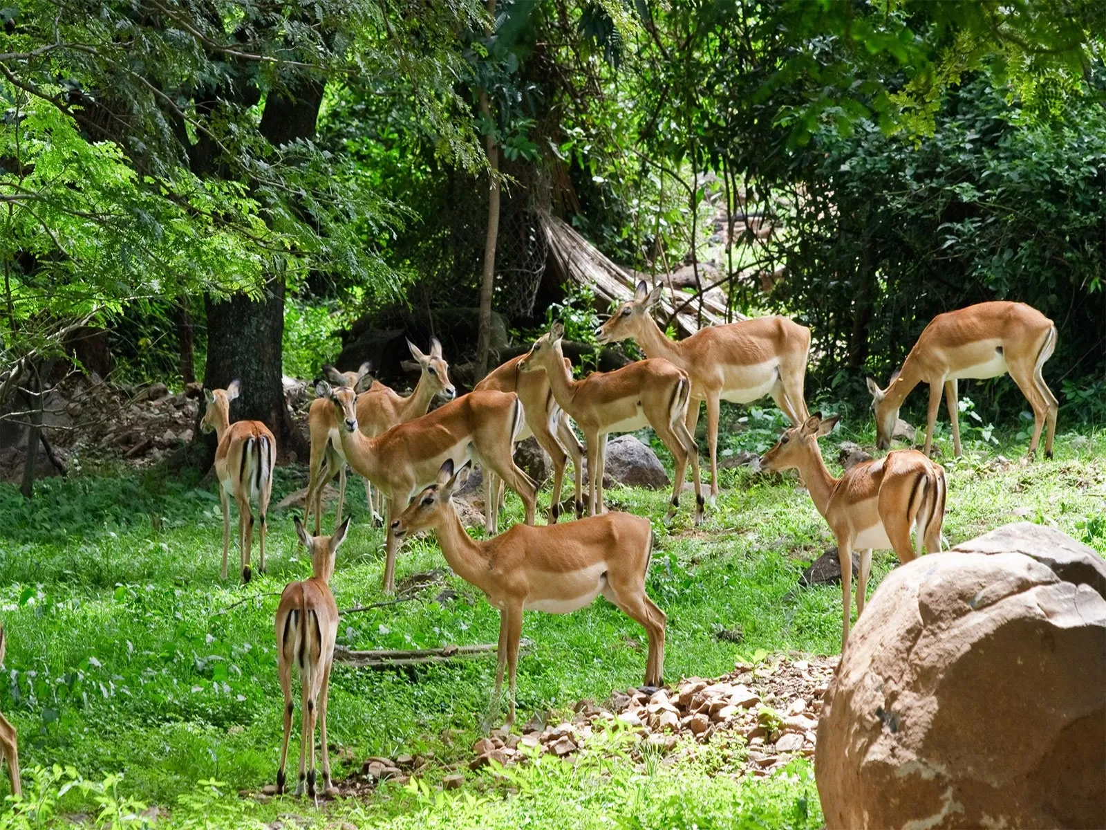 Impala Park, Kisumu