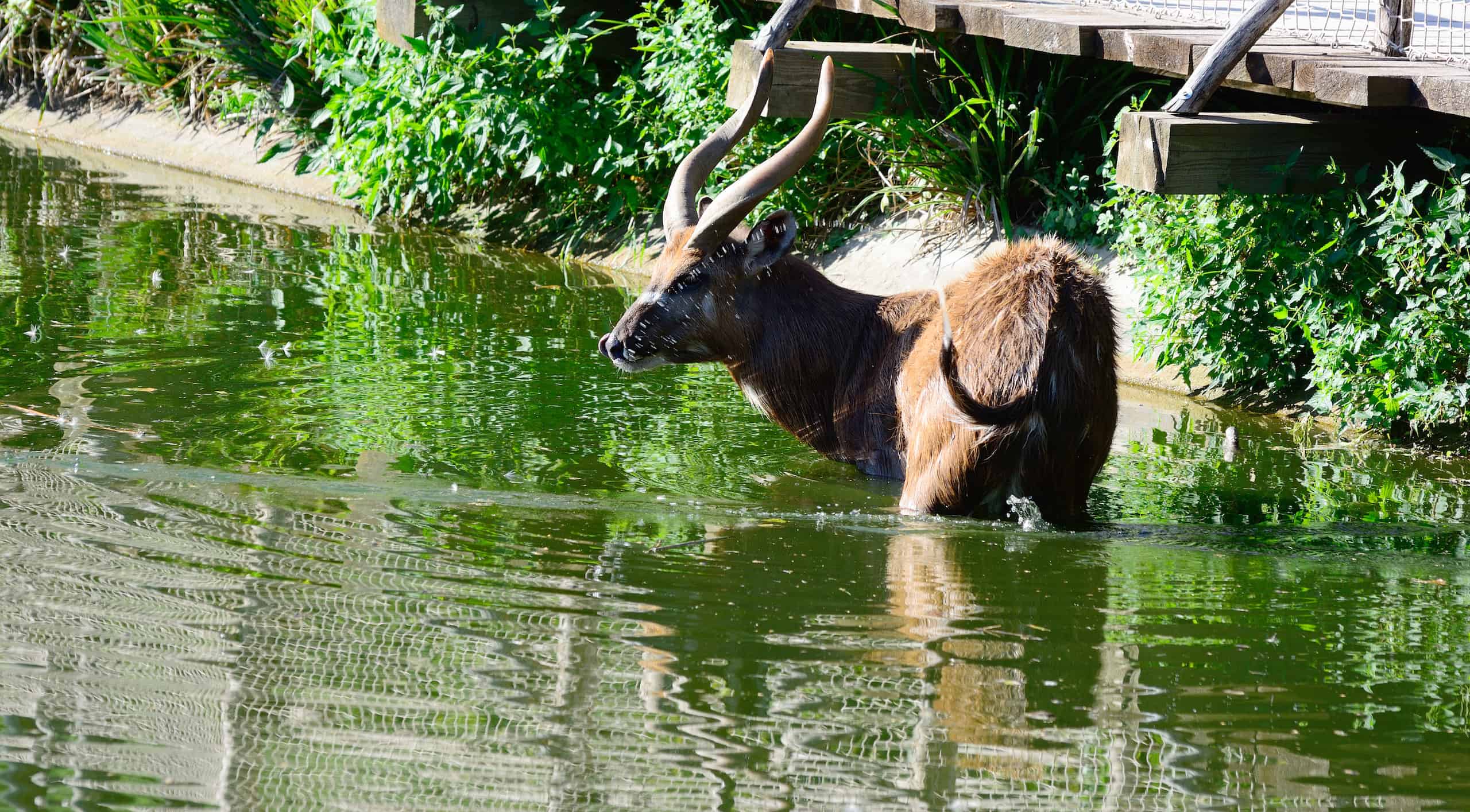 Saiwa Swamp National Park